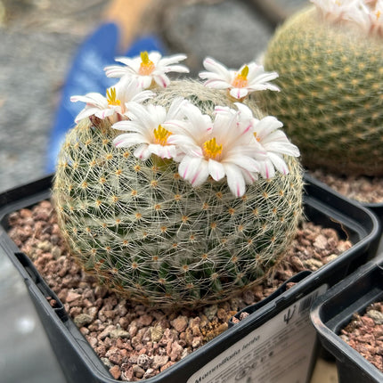 Mammillaria lenta