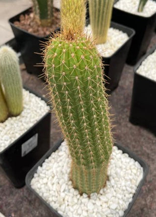 Trichocereus híbrido