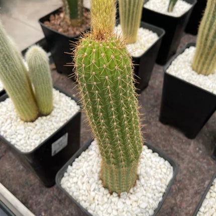 Trichocereus-Hybride