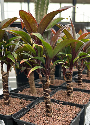 Cordyline fruticosa 'Rumba'