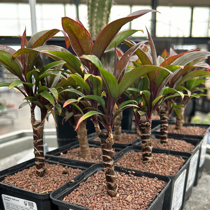 Cordyline fruticosa ‘Rumba’