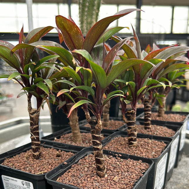 Cordyline fruticosa 'Rumba'