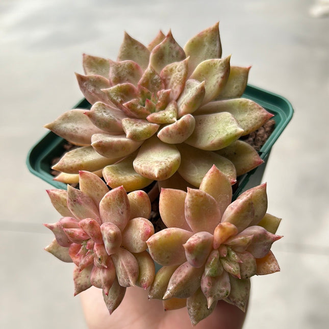 Echeveria 'Mole'
