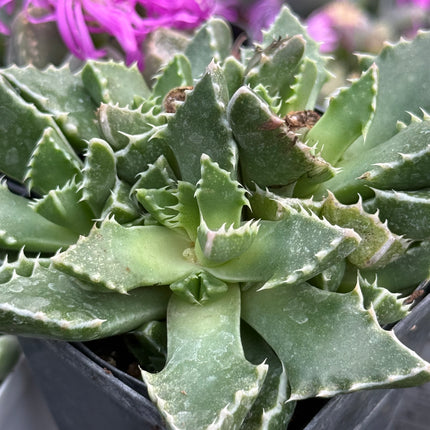 Faucaria felina subs. britteniae