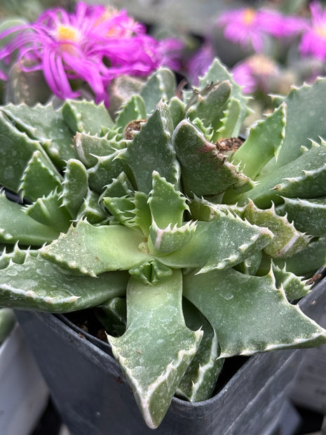 Faucaria felina subs. britteniae