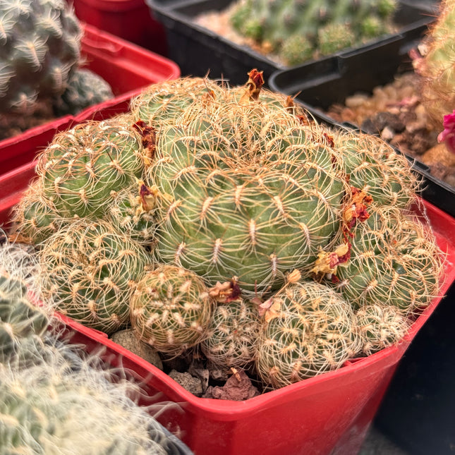 Weingartia gemmae subsp. elizabethae