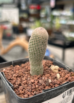 Epithelantha polycephala