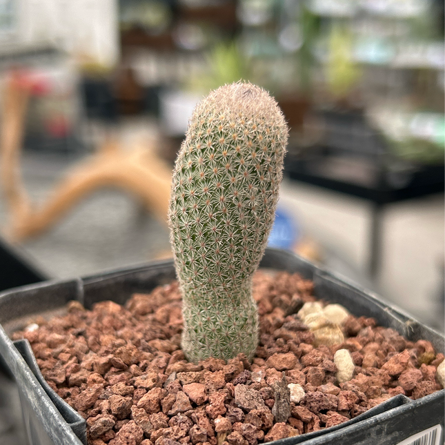 Epithelantha polycephala