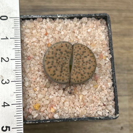 Lithops pseudorruncatella