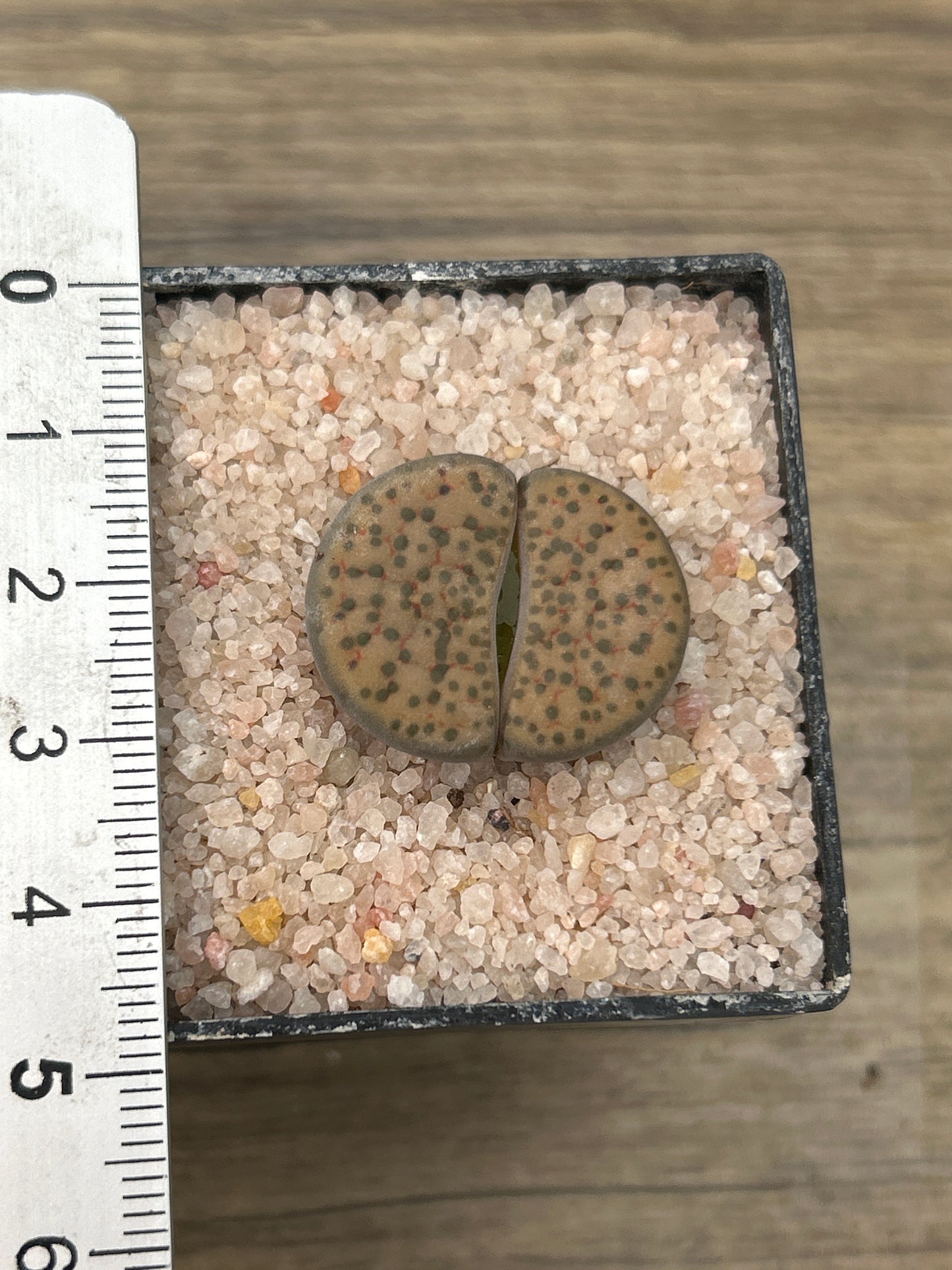 Lithop pseudorruncatella