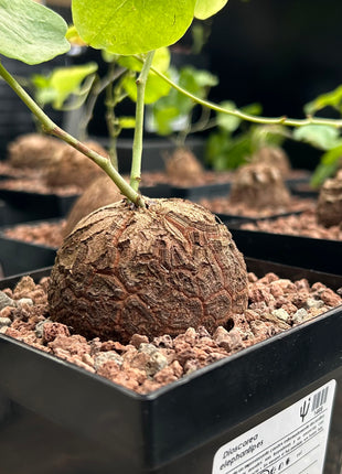 Dioscorea elephantipes “Planta Tortuga”