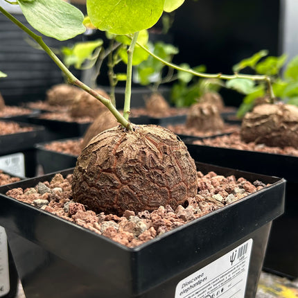 Dioscorea elephantipes “Planta Tortuga”