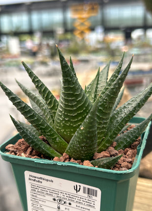 Haworthiopsis limifolia var. limifolia