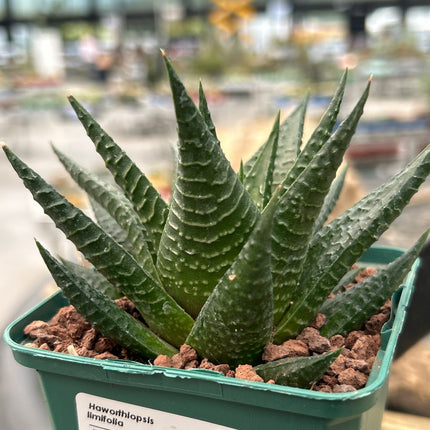 Haworthiopsis limifolia var. limifolia