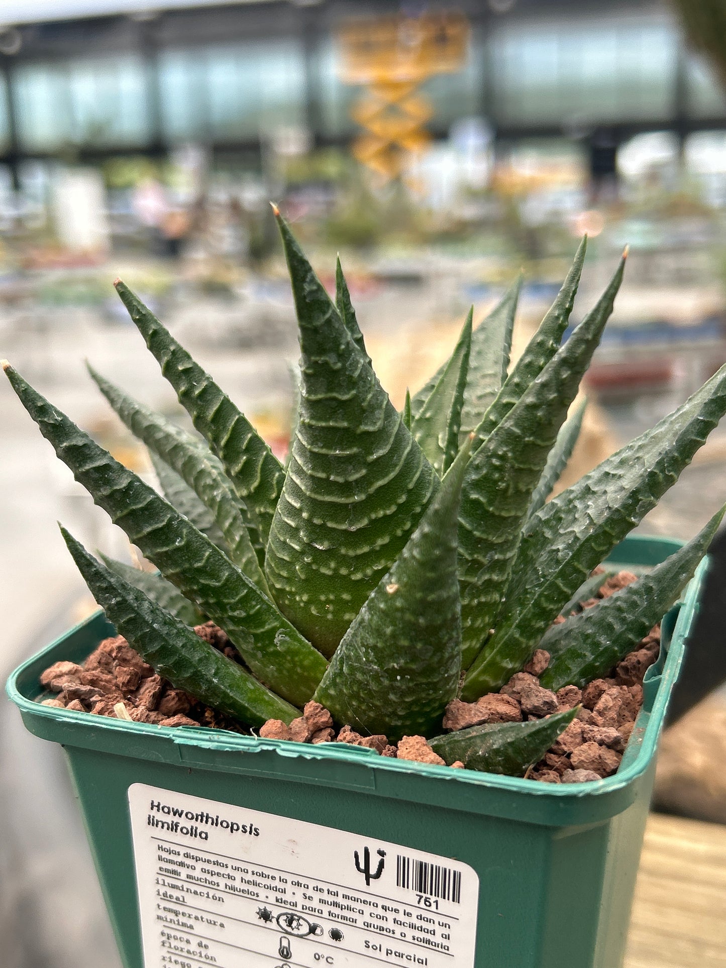 Haworthiopsis limifolia var. limifolia