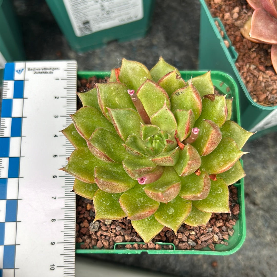 Echeveria 'Frida Kahlo'