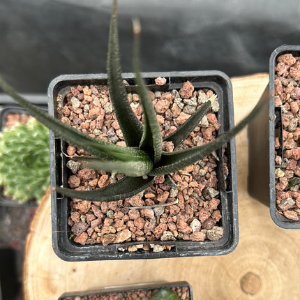 Haworthiopsis longiana