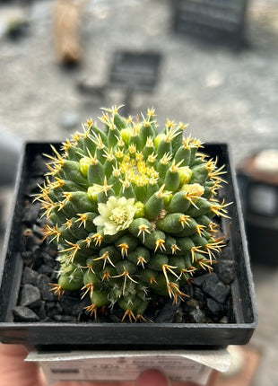 Mammillaria decipiens subsp. camptotricha cv. 'Bru'