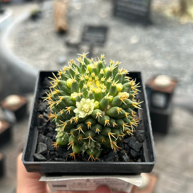 Mammillaria decipiens subesp. camptotricha cv. ‘Bru’