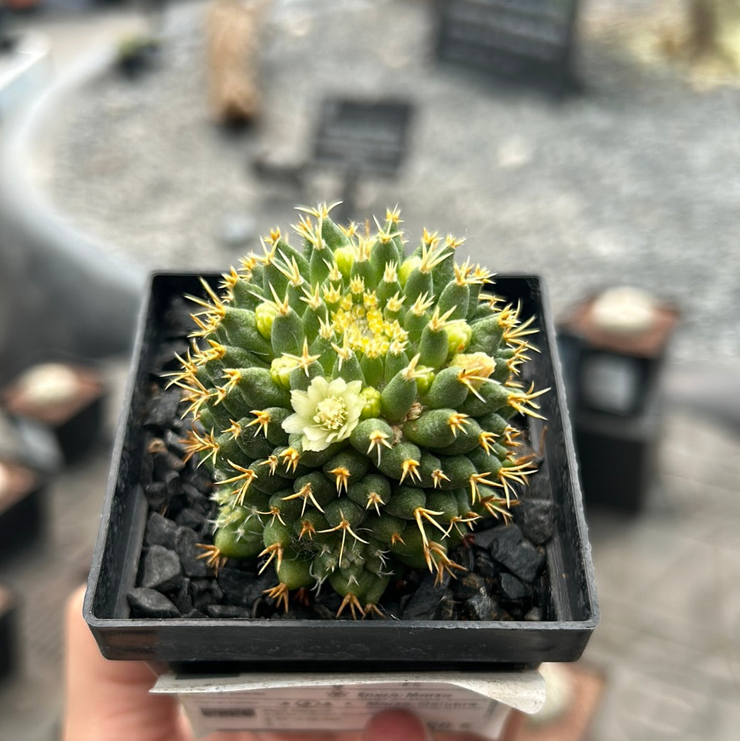 Mammillaria decipiens subsp. camptotricha cv. 'Bru'