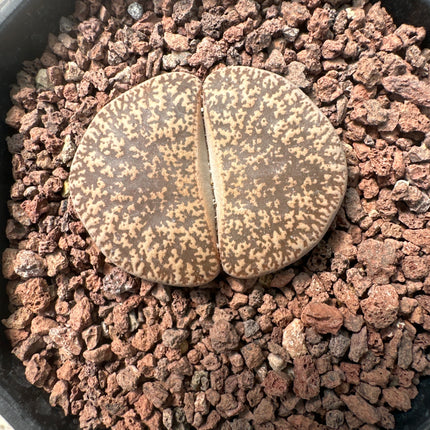 Lithops leslie subsp. leslie var. leslie f. Kimberley C354