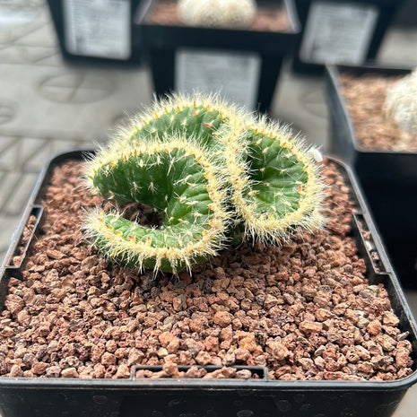 Austrocylindropuntia vestita crestada