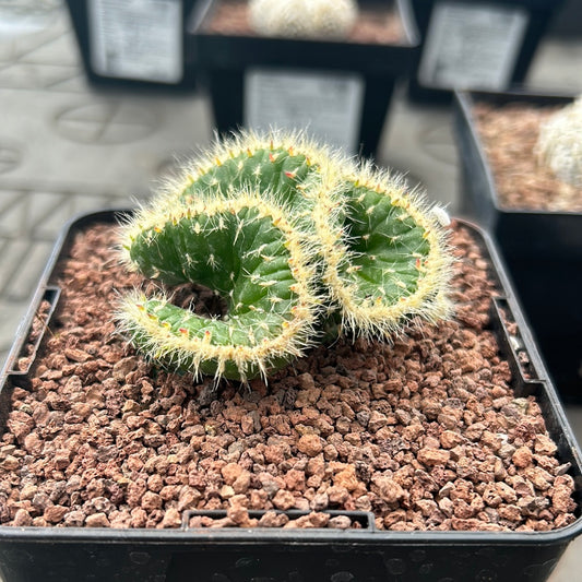 Crested Austrocylindropuntia vestita