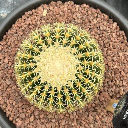 Kroenleinia grusonii var. brevispinus