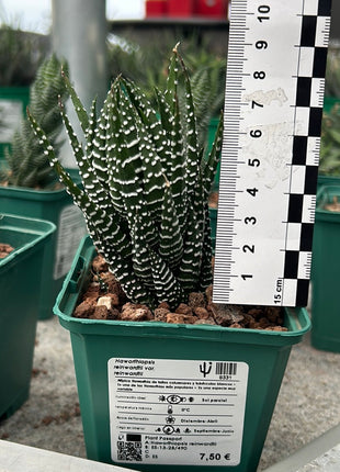 Haworthiopsis reinwardtii var. tenuis