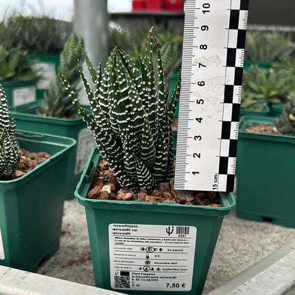 Haworthiopsis reinwardtii var. tenuis