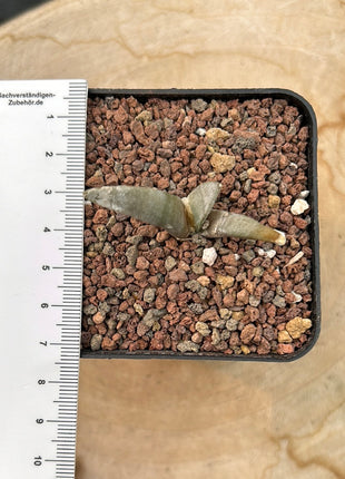 Ariocarpus retusus v. elongatus