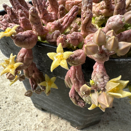 Piaranthus geminatus | Estrella moteada del Karoo