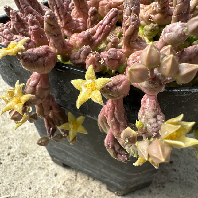 Piaranthus geminatus | Estrella moteada del Karoo