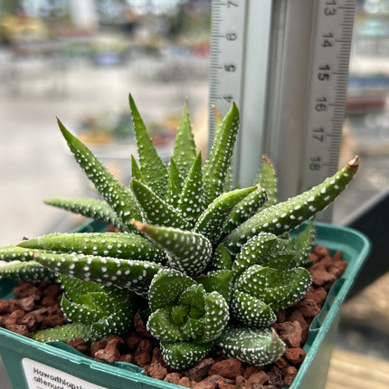 Haworthiopsis attenuata 'Concolor'