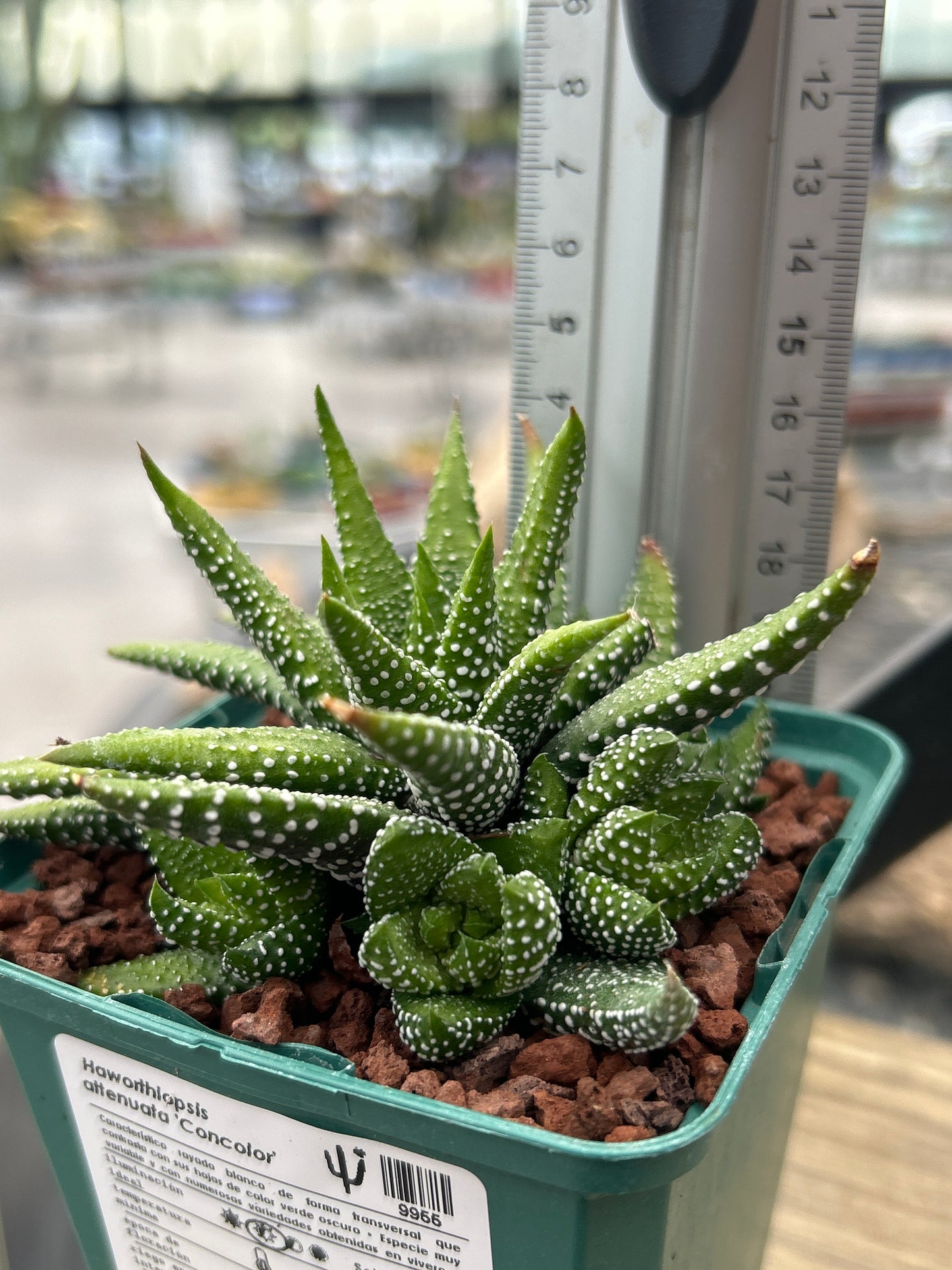 Haworthiopsis attenuata ‘Concolor’