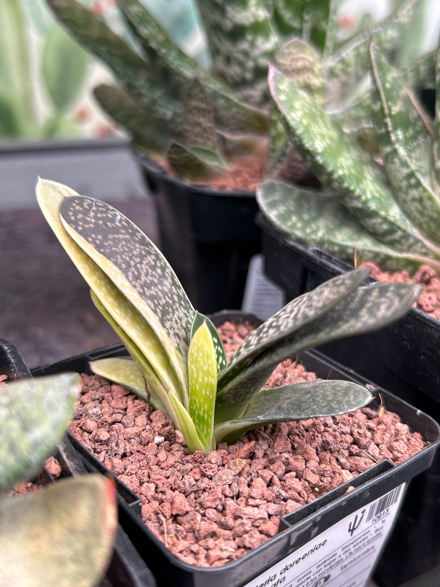 Gasteria doreeniae f. variegata