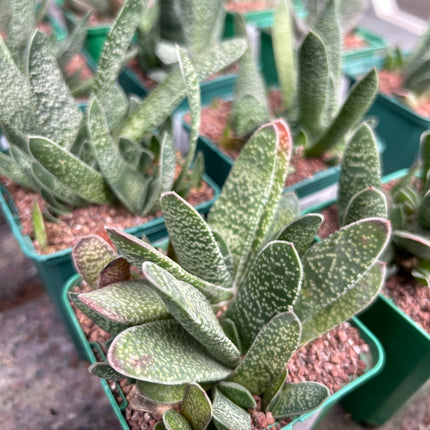 Gasteria disticha