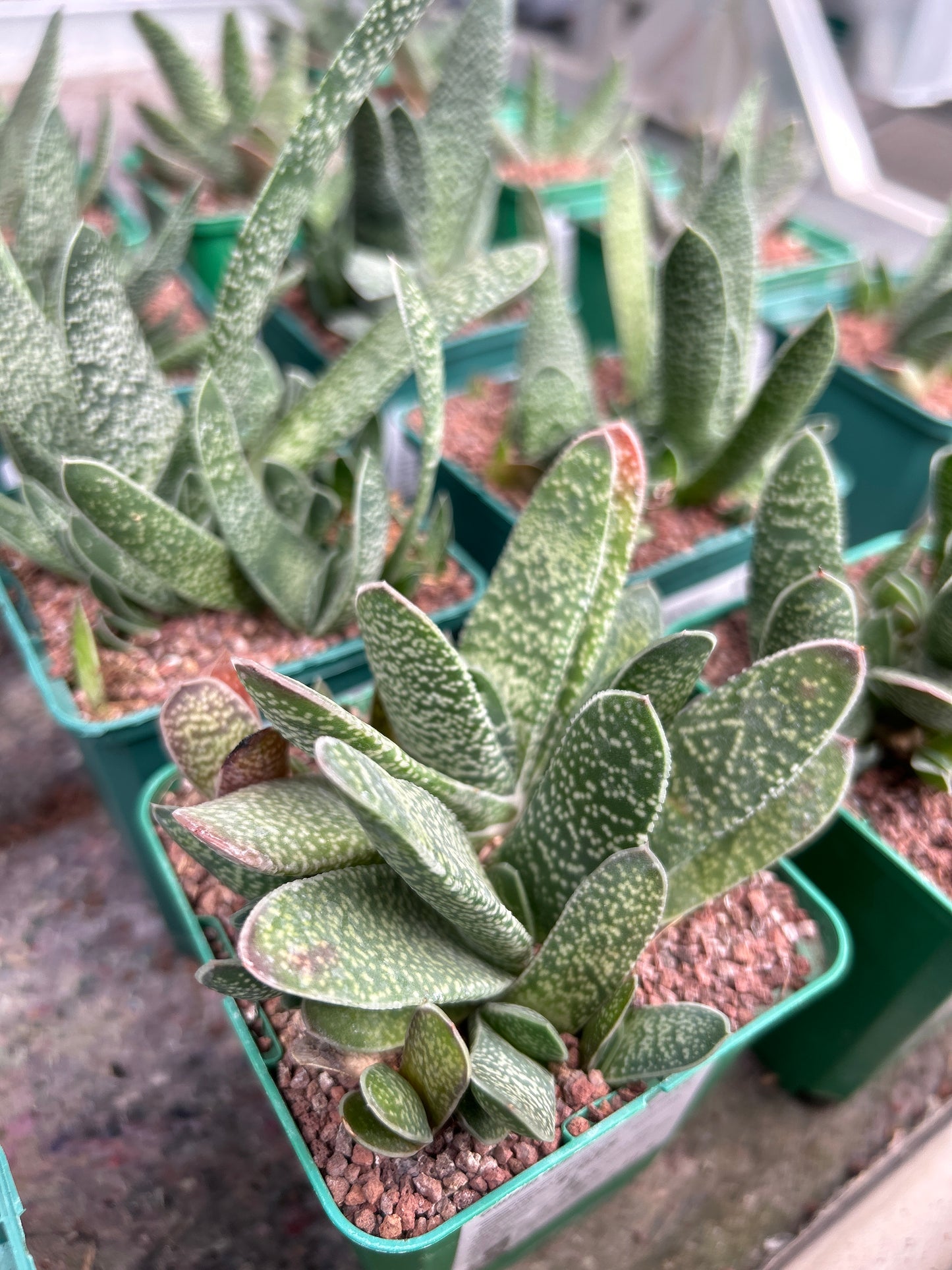 Gasteria disticha