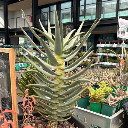 Aloidendron dichotomum