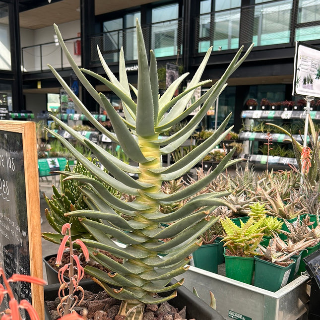 Aloidendron dichotomum