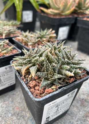 Aloe 'Pepe'