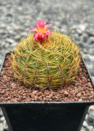 Peruvian Oroya