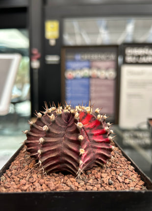 Gymnocalycium mihanovichii ‘Hibotan-nishikii’