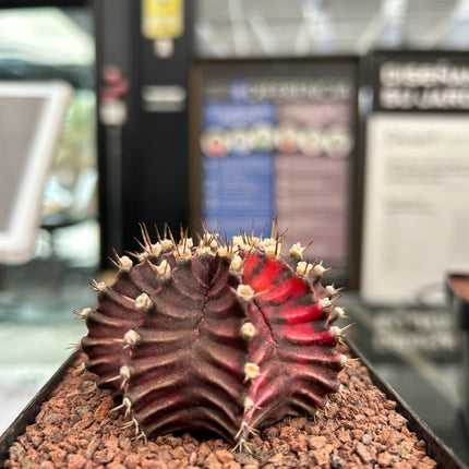 Gymnocalycium mihanovichii cv. 'Hibotan-nishikii'