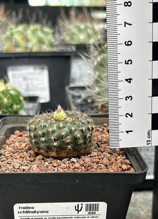 Frailea schilinzkyana
