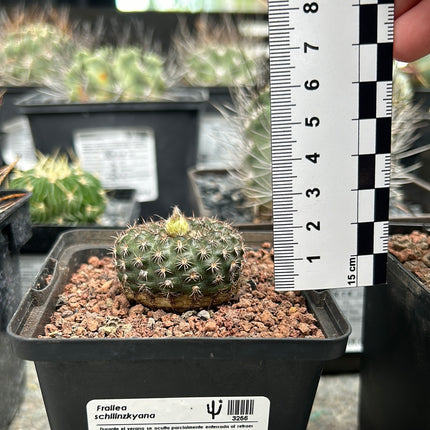 Frailea schilinzkyana