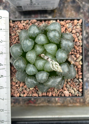 Haworthia ikra 'Yamada black' (H. cooperi var. truncata)
