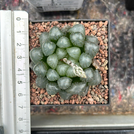 Haworthia ikra 'Yamada black'(H. cooperi var. truncata )