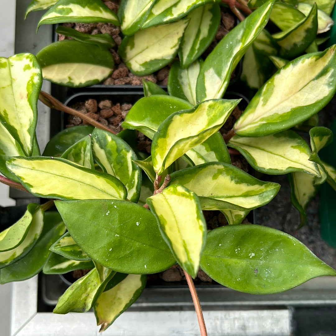Hoya carnosa (epiphyte)