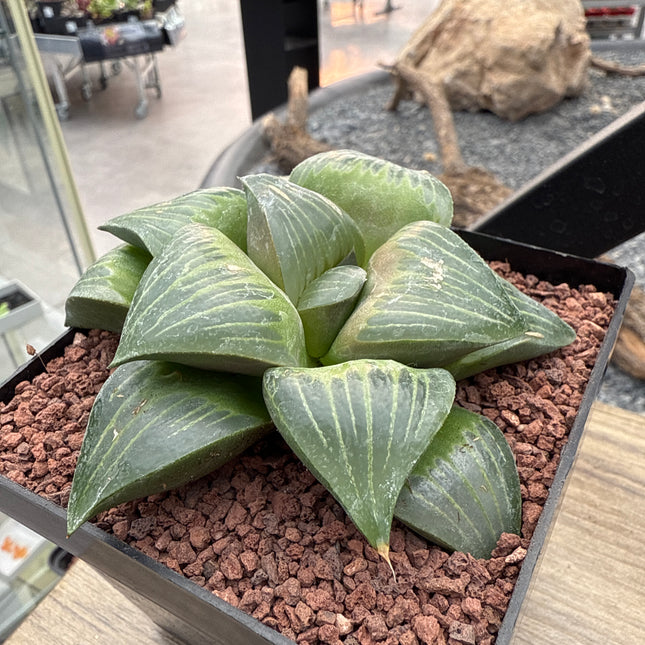 Haworthia retusa var. mythisches „Xishan“